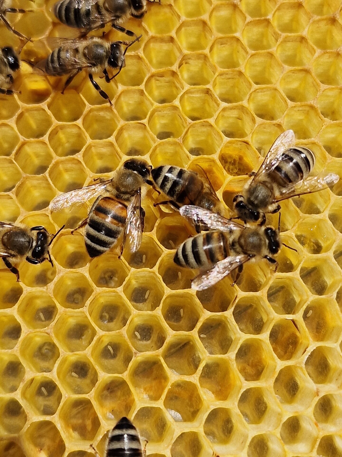 Close-up of golden honeycomb with bees.