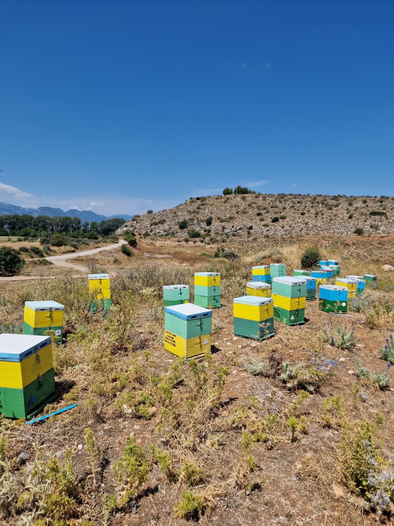 Colourful hives in dry country with hills.