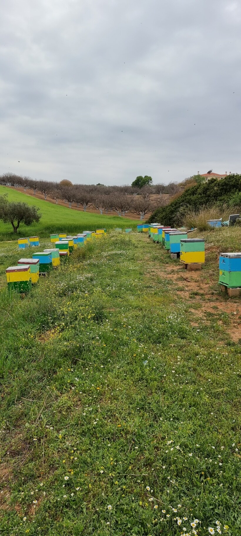 Rows of colourful hives in a flowery meadow.