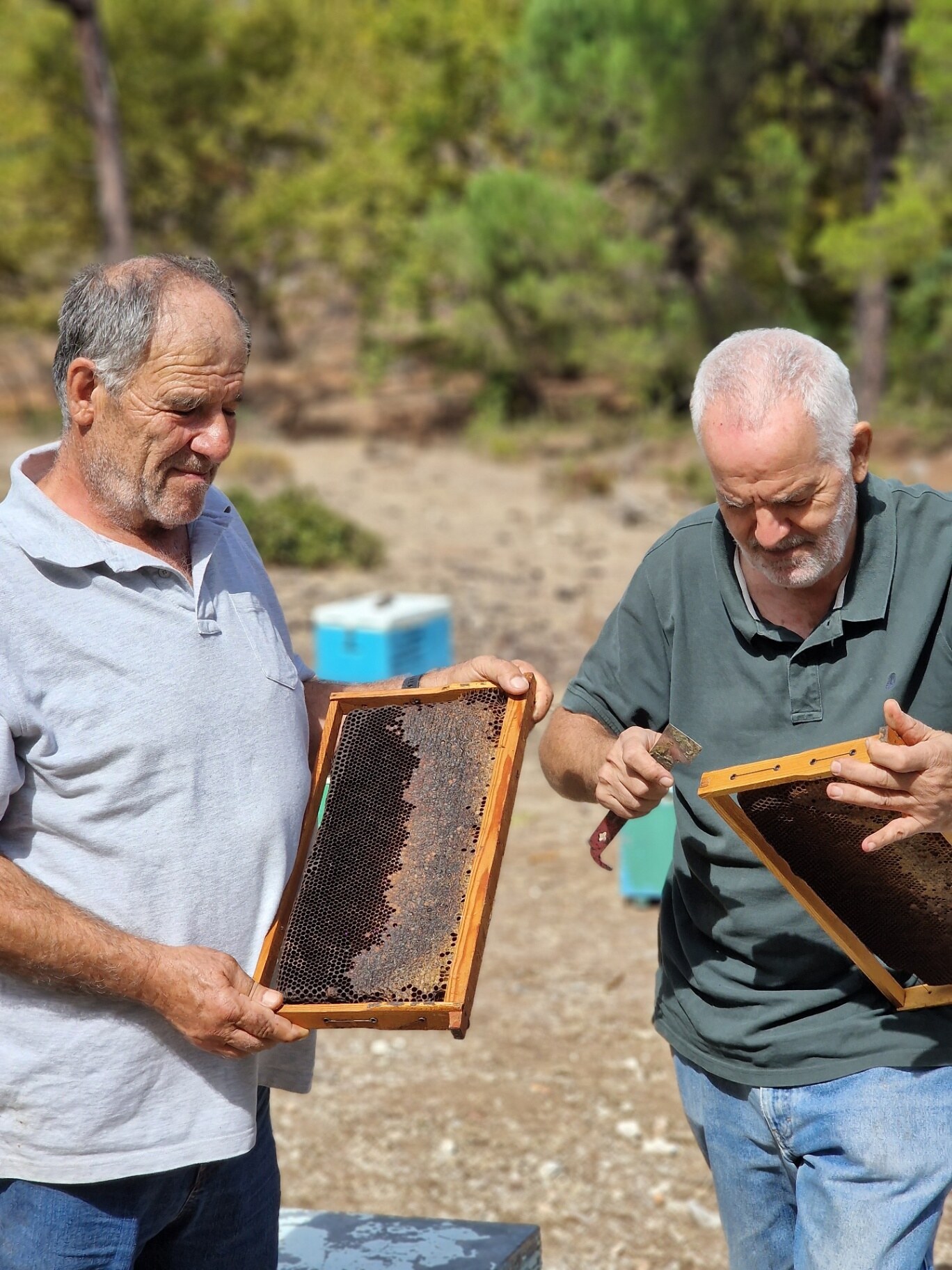 Two beekeepers inspect honeycomb frames.