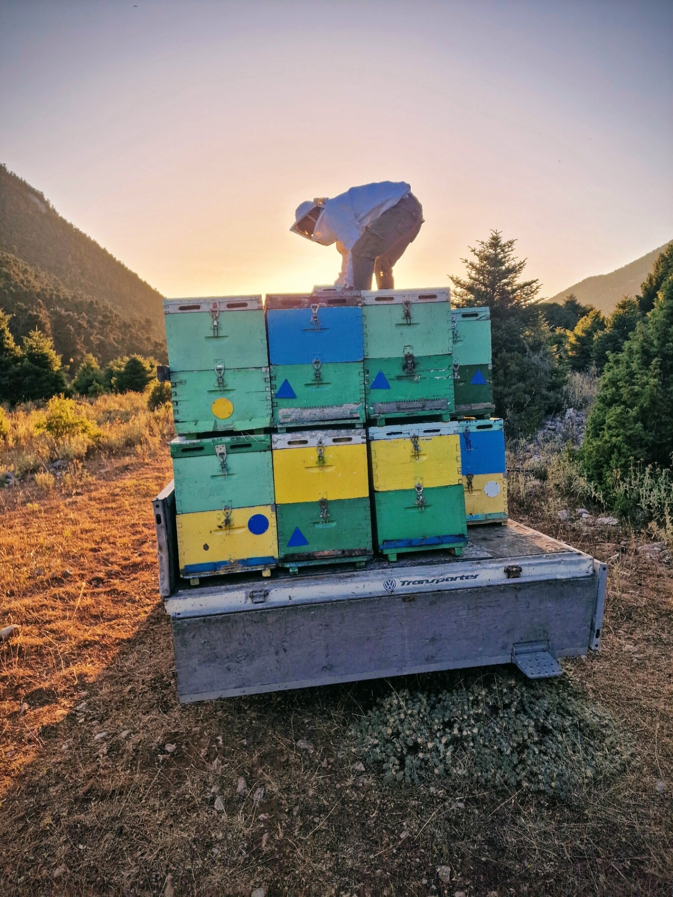 Hives loaded on the truck in the evening light.